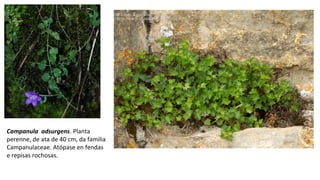 Campanula adsurgens. Planta
perenne, de ata de 40 cm, da familia
Campanulaceae. Atópase en fendas
e repisas rochosas.
 