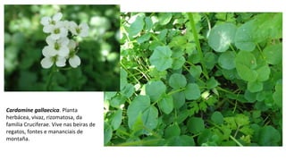 Cardamine gallaecica. Planta
herbácea, vivaz, rizomatosa, da
familia Cruciferae. Vive nas beiras de
regatos, fontes e mananciais de
montaña.
 