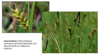 Carex hostiana. Planta herbácea,
rizomatosa, da familia Ciperaceae, con
talos de ata 60 cm. Atópase en
turbeiras.
 