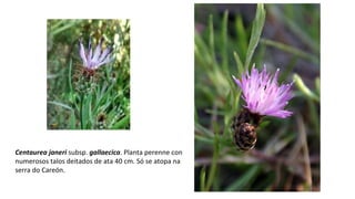Centaurea janeri subsp. gallaecica. Planta perenne con
numerosos talos deitados de ata 40 cm. Só se atopa na
serra do Careón.
 