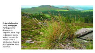 Festuca brigantina
subsp. actiophyta.
Planta perenne
densamente
cespitosa. Só se atopa
en beiras de cantís,
repisas e cumes de
áreas de rochas
ultrabásicas da serra
da Capelada e áreas
próximas.
 