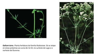Galium teres. Planta herbácea da familia Rubiaceae. Só se atopa
en áreas próximas ao curso do río Sil, no surleste de Lugo e o
norleste de Ourense.
 