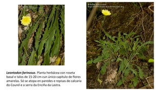 Leontodon farinosus. Planta herbácea con roseta
basal e talos de 15-20 cm cun único capítulo de flores
amarelas. Só se atopa en paredes e repisas de calcaría
do Courel e a serra da Enciña da Lastra.
 