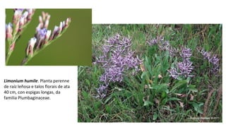 Limonium humile. Planta perenne
de raíz leñosa e talos florais de ata
40 cm, con espigas longas, da
familia Plumbaginaceae.
 