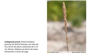 Linkagrostis juresii. Planta herbácea
perenne da familia Poaceae, con talos de
35 a 50 cm de altura e panículas de 5 a 9
cm, densas. Atópase nas beiras de zonas
lamacentas e cursos de auga.
 