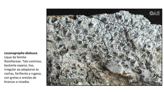 Lecanographa dialeuca.
Lique da familia
Rocellaceae. Talo costroso,
bastante espeso, liso,
irregular ao adaptarse ás
rochas, fariñento a rugoso,
con gretas e areolas de
brancas a rosadas.
 