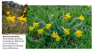 Narcissus asturiensis.
Planta bulbosa da familia
Amarilidaceae. Mide de 10
a 12 cm de altura e
desenvólvese en altitudes
de ata 2000 metros.
 