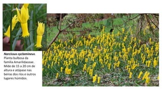 Narcissus cyclamineus.
Planta bulbosa da
familia Amarilidaceae.
Mide de 15 a 20 cm de
altura e atópase nas
beiras dos ríos e outros
lugares húmidos.
 