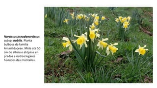 Narcissus pseudonarcissus
subsp. nobilis. Planta
bulbosa da familia
Amarilidaceae. Mide ata 50
cm de altura e atópase en
prados e outros lugares
húmidos das montañas.
 