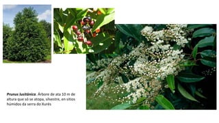 Prunus lusitánica. Árbore de ata 10 m de
altura que só se atopa, silvestre, en sitios
húmidos da serra do Xurés
 
