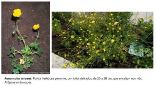 Ranunculus serpens. Planta herbácea perenne, con talos deitados, de 25 a 50 cm, que enraízan non nós.
Atópase en bosques.
 