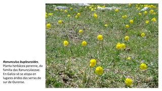 Ranunculus bupleuroides.
Planta herbácea perenne, da
familia das Ranunculaceae.
En Galiza só se atopa en
lugares áridos das serras do
sur de Ourense.
 