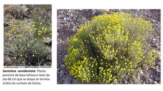 Santolina semidentata. Planta
perenne de base leñosa e talos de
ata 60 cm que se atopa en terreos
áridos do surleste de Galiza.
 