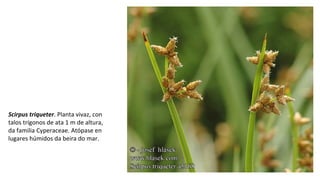 Scirpus triqueter. Planta vivaz, con
talos trígonos de ata 1 m de altura,
da familia Cyperaceae. Atópase en
lugares húmidos da beira do mar.
 
