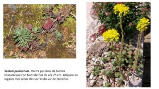 Sedum pruinatum. Planta perenne da familia
Crasulaceae con talos de flor de ata 25 cm. Atópase en
lugares moi secos das serras do sur de Ourense.
 