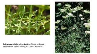 Selinum carvifolia subsp. broteri. Planta herbácea
perenne con rizoma leñoso, da familia Apiaceae.
 