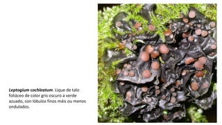 Leptogium cochleatum. Lique de talo
foliáceo de color gris oscuro a verde
azuado, con lóbulos finos máis ou menos
ondulados.
 