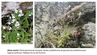Silene marizii. Planta perenne de escarpas, fendas e plataformas de granito con preferência por
lugares sombrizos. Atópase no sur de Ourense.
 