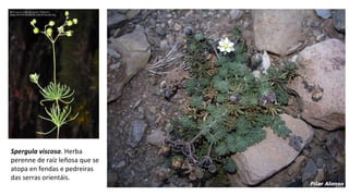 Spergula viscosa. Herba
perenne de raíz leñosa que se
atopa en fendas e pedreiras
das serras orientáis.
 
