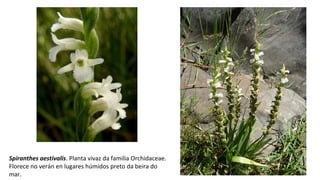 Spiranthes aestivalis. Planta vivaz da familia Orchidaceae.
Florece no verán en lugares húmidos preto da beira do
mar.
 