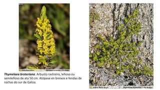 Thymelaea broteriana. Arbusto rastreiro, leñoso ou
semileñoso de ata 50 cm. Atópase en breixos e fendas de
rochas do sur de Galiza.
 
