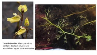 Utricularia minor. Planta herbácea,
con talos de ata 25 cm, que vive
aboiando en lagoas, pozas e turbeiras.
 