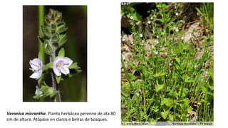 Veronica micrantha. Planta herbácea perenne de ata 80
cm de altura. Atópase en claros e beiras de bosques.
 