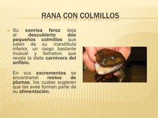 RANA CON COLMILLOS
   Su sonrisa feroz deja
    al       descubierto     dos
    pequeños colmillos que
    salen de su mandíbula
    inferior, un rasgo bastante
    inusual y llamativo que
    revela la dieta carnívora del
    anfibio.

    En sus excrementos se
    encontraron     restos    de
    plumas, los cuales sugieren
    que las aves forman parte de
    su alimentación.
 