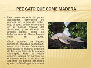 PEZ GATO QUE COME MADERA
   Una nueva especie de peces
    acorazados      comedores    de
    madera (en la foto de arriba,
    bajo el agua) se han encontrado
    en el bosque tropical del
    Amazonas, y se alimenta de
    árboles caídos, como los
    hallados en el río Santa Ana en
    Perú           en         2006.
    Otras especies de bagres
    blindados, llamadas bocachupa,
    usan sus dientes únicamente
    para raspar el material orgánico
    de las superficies de la madera
    sumergida. Pero la nueva
    especie, todavía sin nombre, se
    encuentra entre la docena de
    especies de bagres conocidos
    que en realidad ingieren madera
 