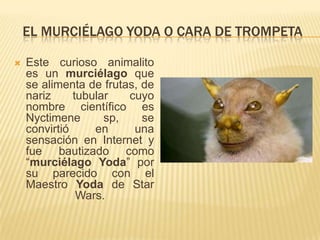 EL MURCIÉLAGO YODA O CARA DE TROMPETA

   Este curioso animalito
    es un murciélago que
    se alimenta de frutas, de
    nariz     tubular   cuyo
    nombre científico es
    Nyctimene       sp,    se
    convirtió     en     una
    sensación en Internet y
    fue bautizado como
    “murciélago Yoda” por
    su parecido con el
    Maestro Yoda de Star
               Wars.
 