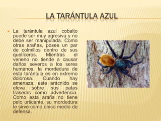 LA TARÁNTULA AZUL
   La tarántula azul cobalto
    puede ser muy agresiva y no
    debe ser manipulada. Como
    otras arañas, posee un par
    de colmillos dentro de sus
    quelíceros.     Mientras    el
    veneno no tiende a causar
    daños severos a los seres
    humanos, la mordedura de
    esta tarántula es en extremo
    dolorosa.     Cuando      hay
    amenaza, este arácnido se
    eleva sobre sus patas
    traseras como advertencia.
    Como esta araña no tiene
    pelo urticante, su mordedura
    le sirve como único medio de
    defensa.
 