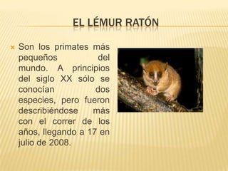 EL LÉMUR RATÓN

   Son los primates más
    pequeños            del
    mundo. A principios
    del siglo XX sólo se
    conocían           dos
    especies, pero fueron
    describiéndose    más
    con el correr de los
    años, llegando a 17 en
    julio de 2008.
 