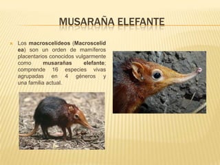 MUSARAÑA ELEFANTE
   Los macroscelídeos (Macroscelid
    ea) son un orden de mamíferos
    placentarios conocidos vulgarmente
    como       musarañas      elefante;
    comprende 16 especies vivas
    agrupadas en 4 géneros y
    una familia actual.
 