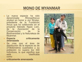 MONO DE MYANMAR
   La nueva especie ha sido
    denominada         Rhinopithecus
    strykeri en honor a Jon Stryker,
    presidente de la Fundación
    Arcus que ha colaborado en el
    proyecto liderado Ngwe Lwin,
    de la Asociación de la
    Conservación          de         la
    Biodiversidad y la Naturaleza de
    Myanmar.
   Especie             críticamente
    amenazada
   Se cree que el área de
    distribución de la especie es de
    270kilómetros cuadrados y su
    población no supera los 330
    individuos, lo que significa que
    está                   clasificada
    como
   críticamente amenazada.
 