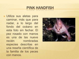 PINK HANDFISH

   Utiliza sus aletas para
    caminar, más que para
    nadar, a lo largo del
    fondo del océano en
    esta foto sin fechar. El
    pez rosado con manos
    es una de las nueve
    recién       nombradas
    especies descritas en
    una reseña científica de
    la familia de los peces
    con manos.
 