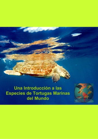 Una Introducción a las
Especies de Tortugas Marinas
         del Mundo
 