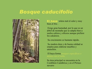 Su madera dura se emplea para la construcción y para la industria de muebles y barcos. 