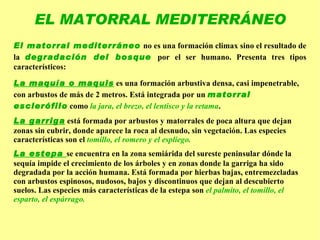 Bosque caducifolio El haya   tolera mal el calor y muy bien el frío . 