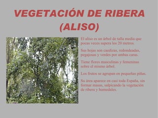 El haya forma  bosques específicos o mixtos con el roble.  