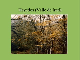 EUCALIPTOS En la actualidad se han repoblado grandes extensiones, antes ocupadas por el bosque caducifolio, con árboles de crecimiento rápido y un buen aprovechamiento económico como el pino (madera y resina) y el  eucalipto  (celulosa y pasta de papel).  