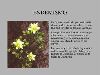 Estas repoblaciones han sido muy criticadas porque las hojas de ambos árboles contribuyen al empobrecimiento del suelo y porque son especies que arden con mayor facilidad en caso de incendio. 