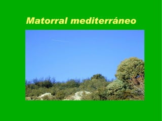EL BOSQUE MEDITERRÁNEO Tiene como formación característica el bosque de  hoja perenne y el matorral  (maquía, garriga y estepa). 
