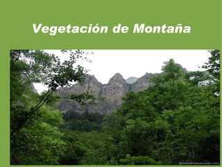 Los bosques de encinares mejor conservados se encuentran en  Sierra Morena, Extremadura y la Sierra de Guadarrama. 