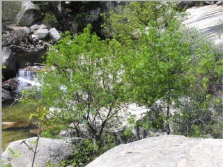 Pinares El pino   es una formación vegetal secundaria que se adaptas a condiciones extremas de frío, calor, humedad y aridez, así como a suelos diversos. 