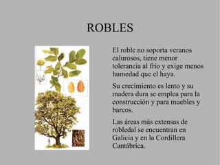 Este tipo de bosque posee pocas especies. Las más características son  el roble  o “Carballo”y  el haya.  Otros como  el castaño, fresno, tilo, olmo, avellano, abedules y arces  tienen un carácter secundario.  