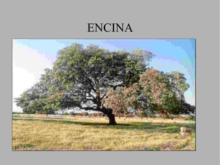 Las plantas xerófilas aparecen en las regiones de clima más árido como puede ser elS.E. y zonas de Canarias 
