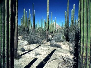 Se trata de un bosque cerrado, umbroso y termófilo de frondosas de hoja perenne y de talla variable  (entre 10 y 20m.) 