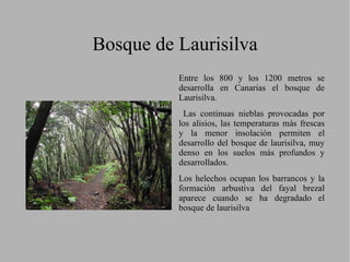 Su composición es variada, cedros, madroño, laureles.. . 