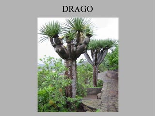 VEGETACIÓN DE RIBERA (ALISO) El aliso es un árbol de talla media que pocas veces supera los 20 metros.  