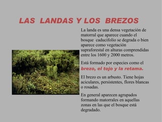 Bosque Caducifolio El roble  no soporta los veranos calurosos, tiene menos tolerancia al frío que el haya y exige menos humedad por lo que se ubica en altitudes más bajas. 
